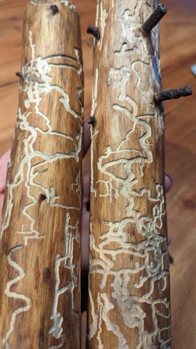 Kieferholz Fraßspuren