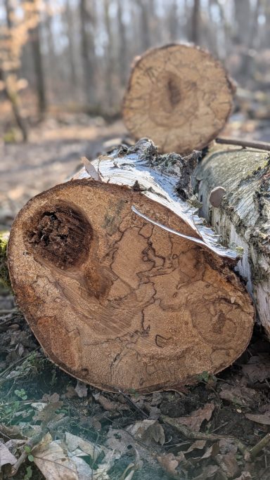 gestocktes Birkenholz