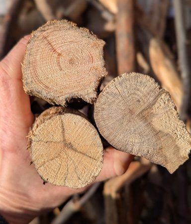 Schönheit und Einzigartigkeit Holz