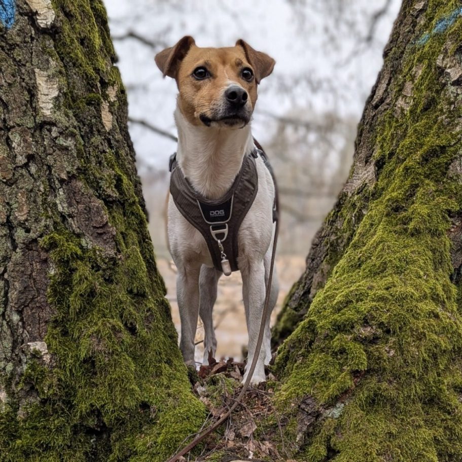 Skip-mein treuer Weggefährte