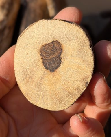 Einzigartige Holzmaserung