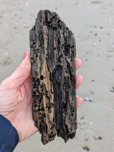 Treibholz Driftwood Schwemmholz